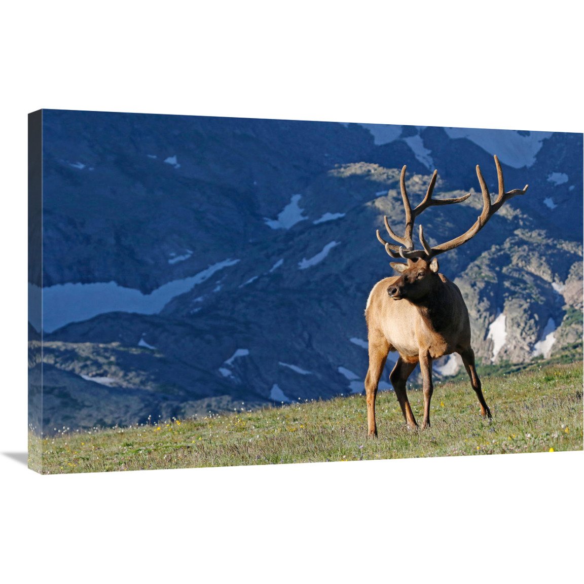 Above the Timberline-Canvas Art-36&quotx23.4"