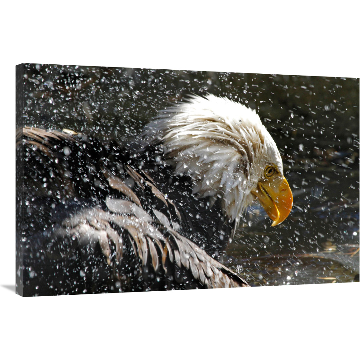 Bald Eagle Bath-Canvas Art-40&quotx26.8"