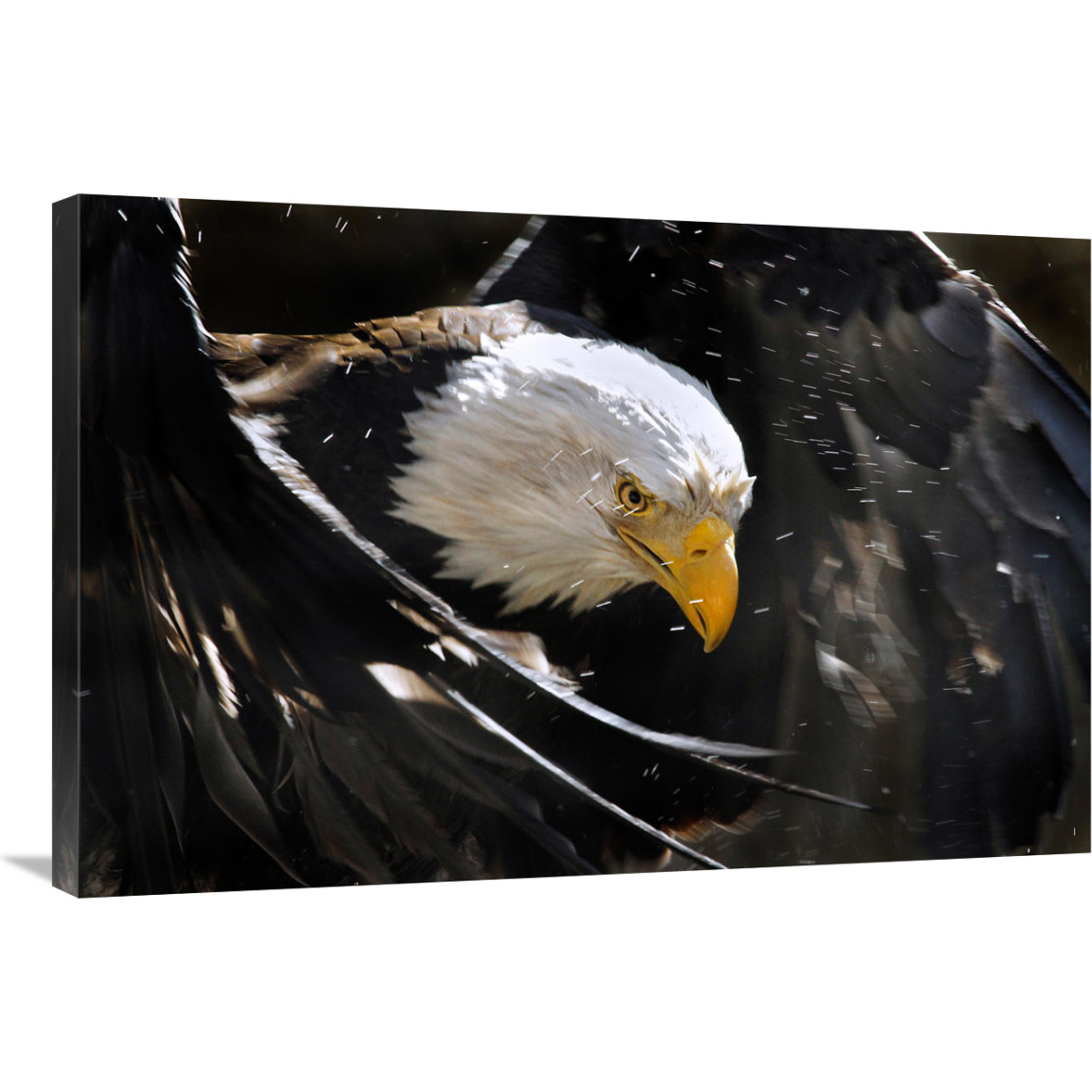 Bald Eagle Bath III-Canvas Art-36&quotx24.12"