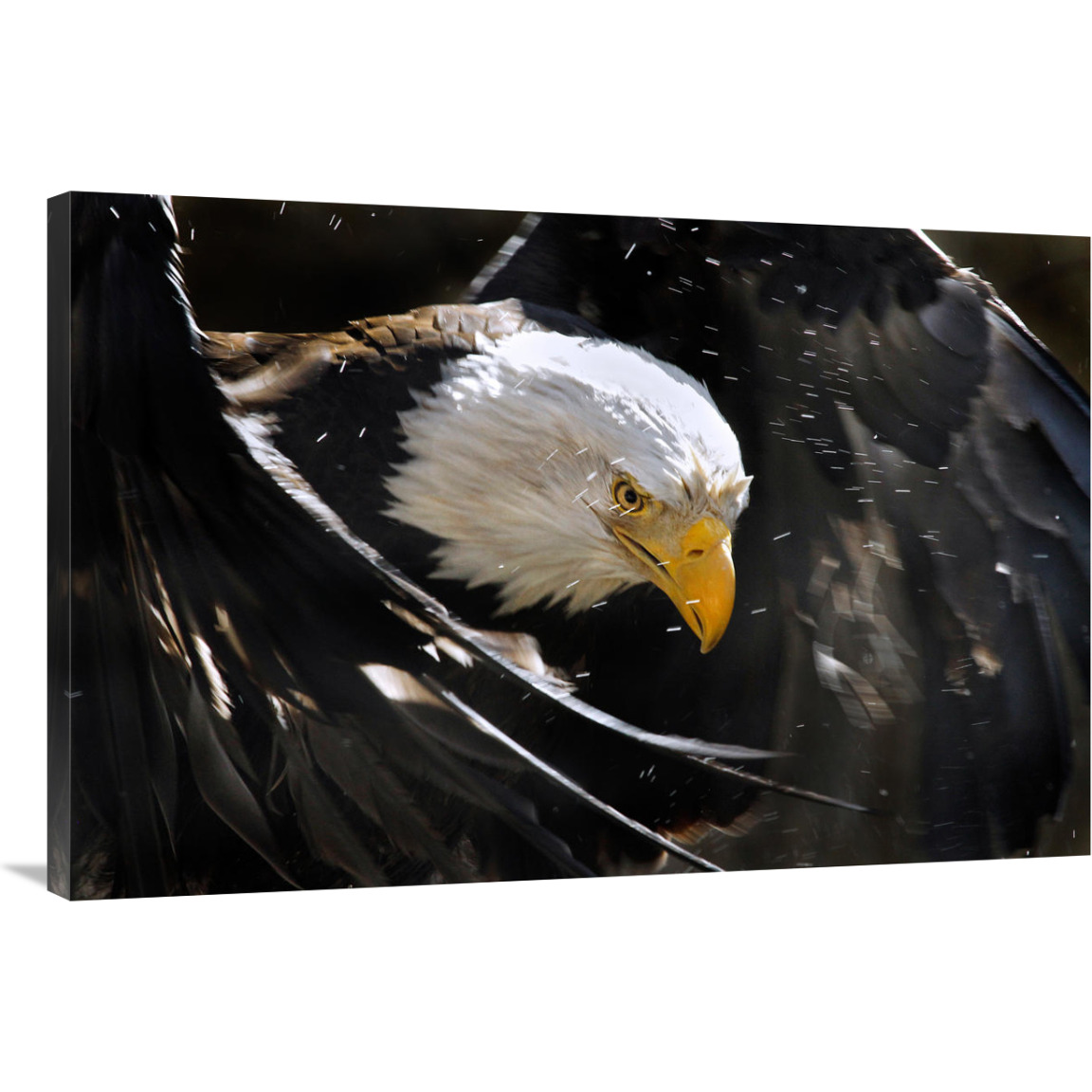 Bald Eagle Bath III-Canvas Art-40&quotx26.8"