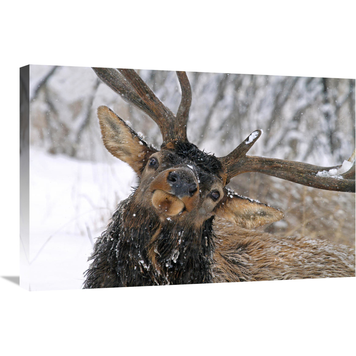 Puzzled Bull Elk-Canvas Art-30&quotx20.1"