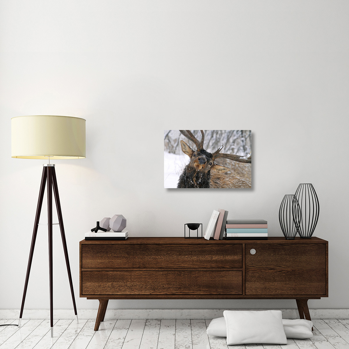 Puzzled Bull Elk-Canvas Art-30&quotx20.1"