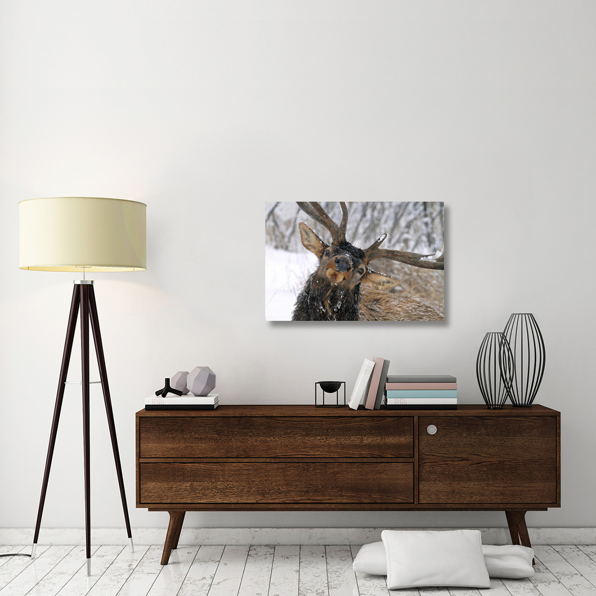 Puzzled Bull Elk-Canvas Art-36&quotx24.12"