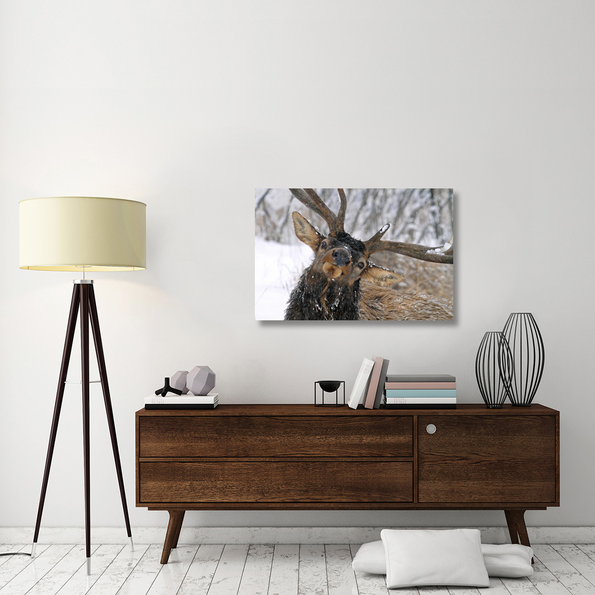 Puzzled Bull Elk-Canvas Art-40&quotx26.8"