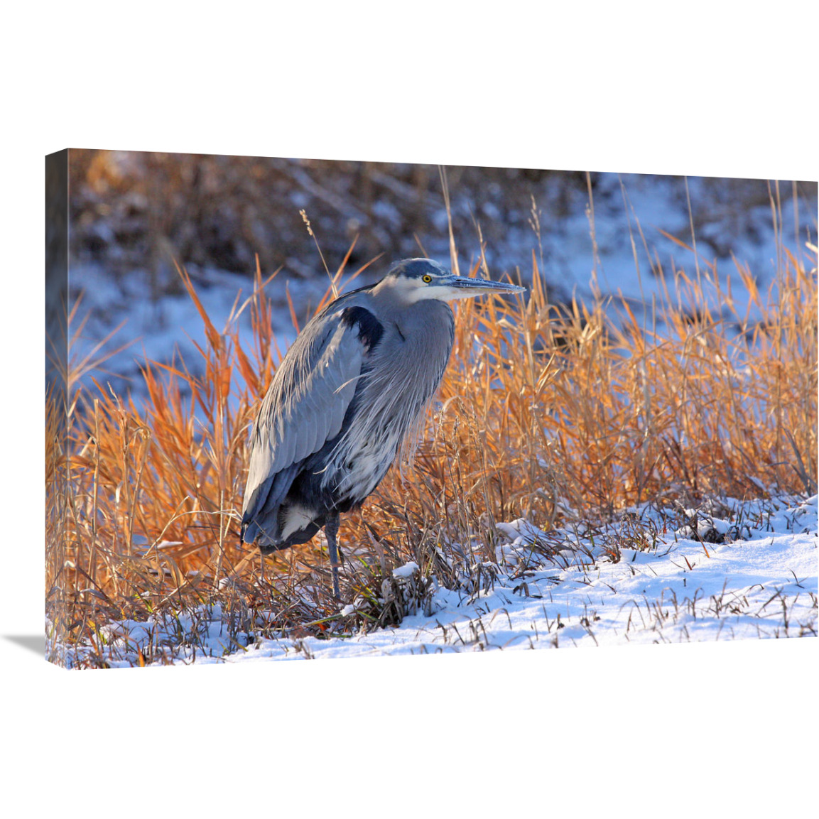 Heron in Winter I-Canvas Art-30&quotx20.1"