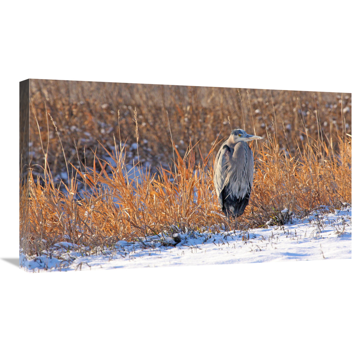 Heron in Winter II-Canvas Art-30&quotx17.4"