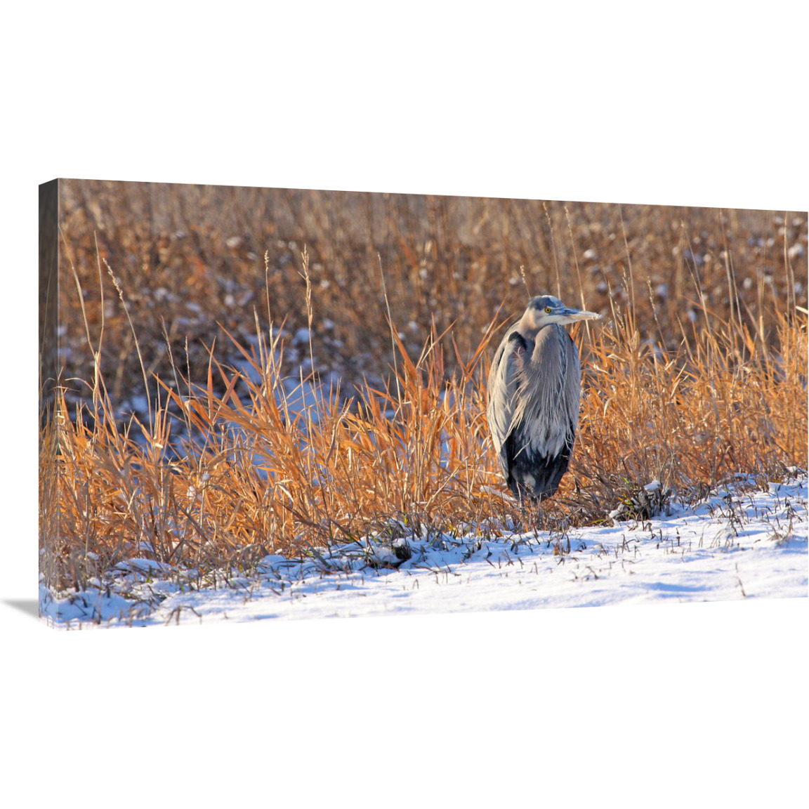 Heron in Winter II-Canvas Art-36&quotx20.88"