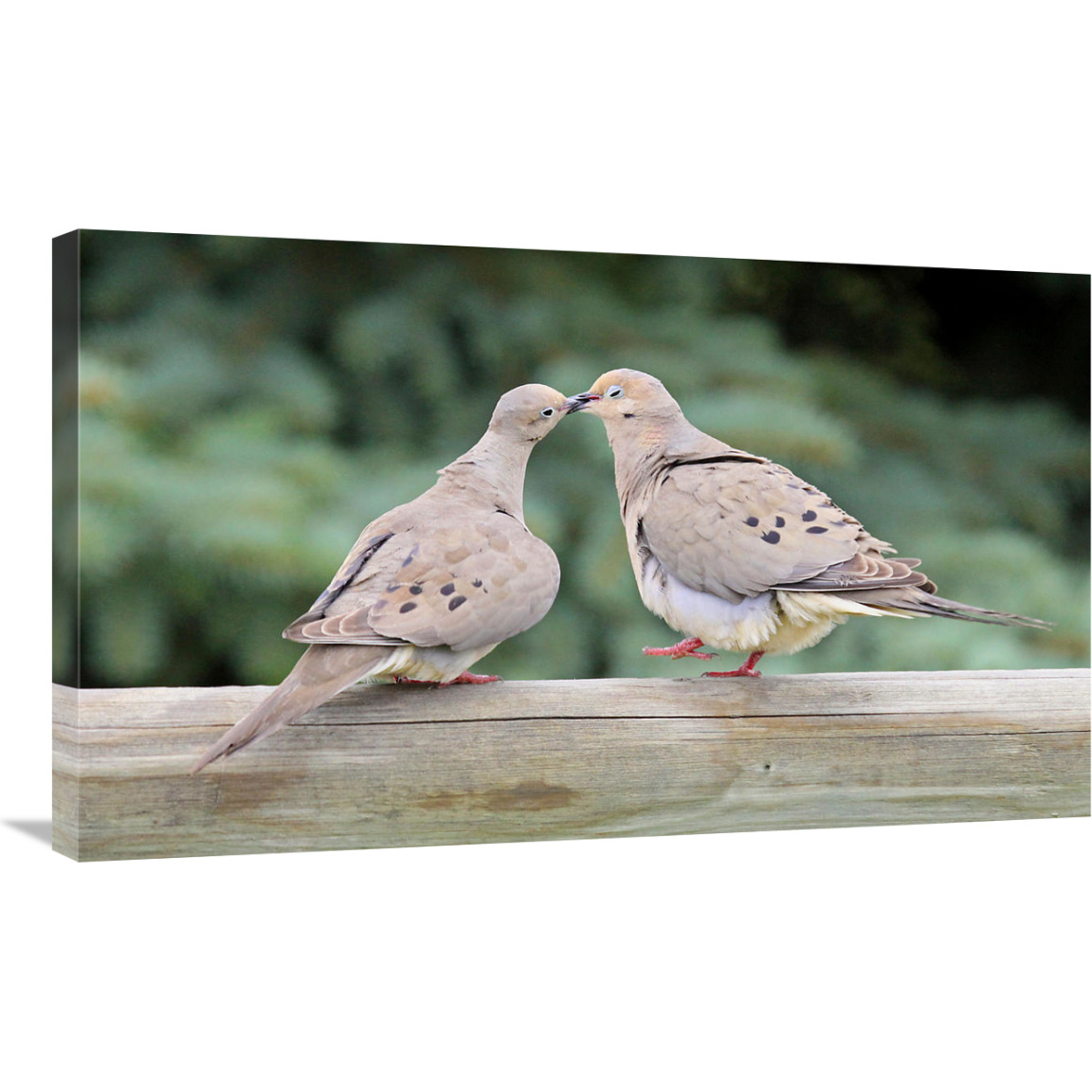 The Love Birds-Canvas Art-36&quotx21.6"