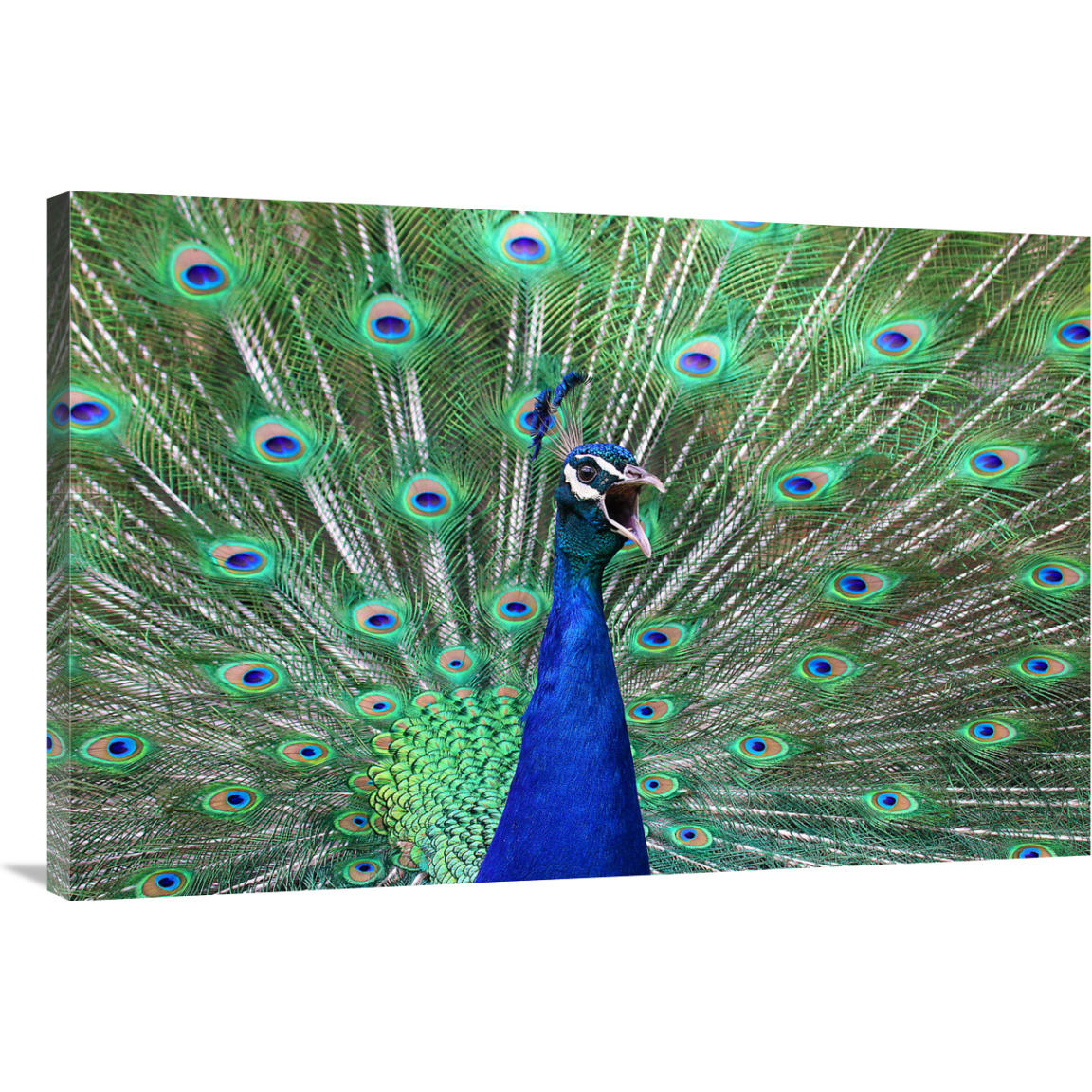 Peacock-Canvas Art-40&quotx26.8"