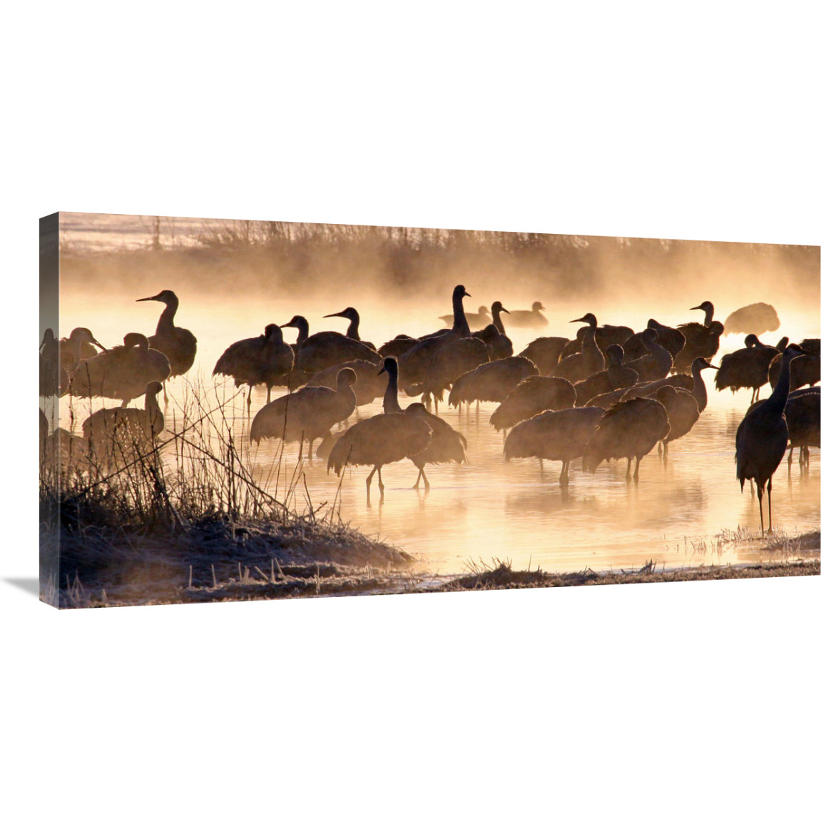 Twilight Gathering-Canvas Art-36&quotx18"