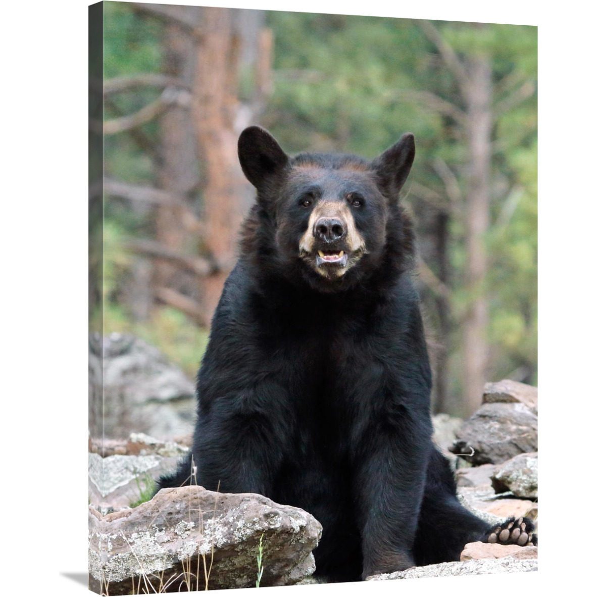 Resting Bear-Canvas Art-27.72&quotx36"