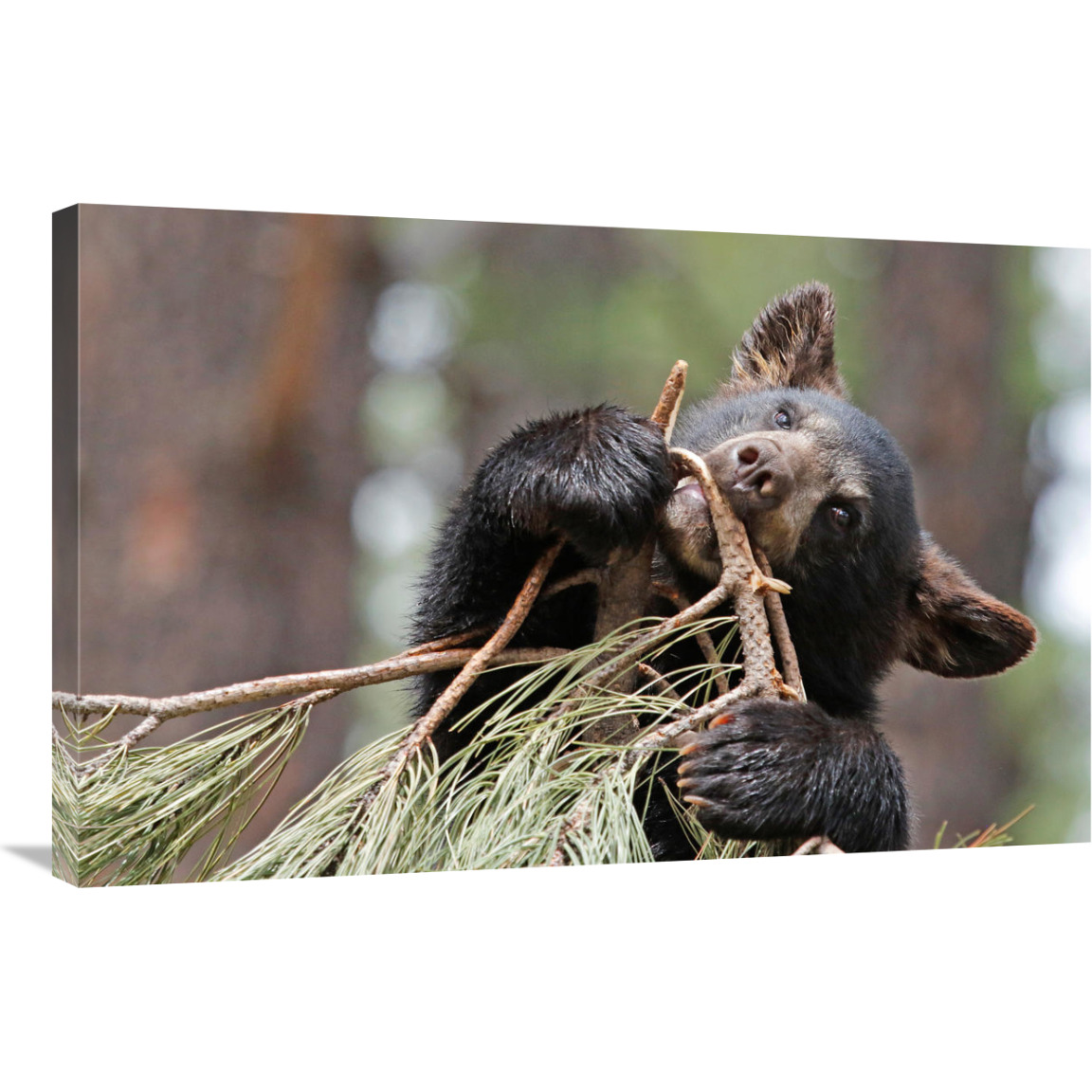 Teething Bear Cub-Canvas Art-36&quotx23.4"