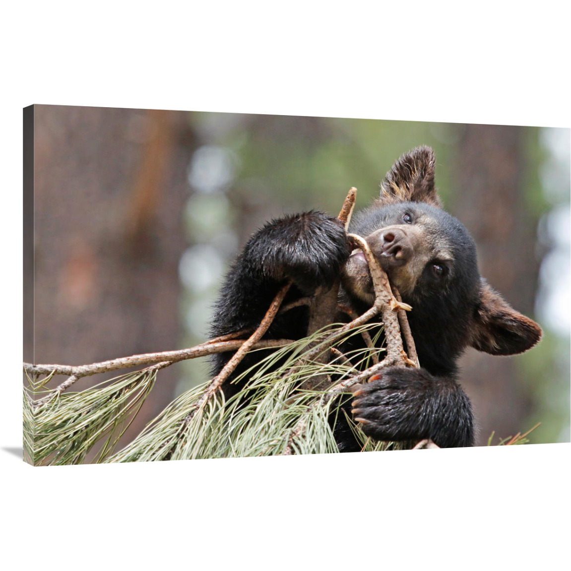 Teething Bear Cub-Canvas Art-44&quotx28.6"