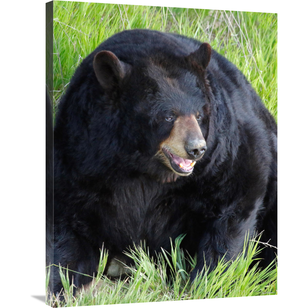 Big Daddy Bear-Canvas Art-27.72&quotx36"