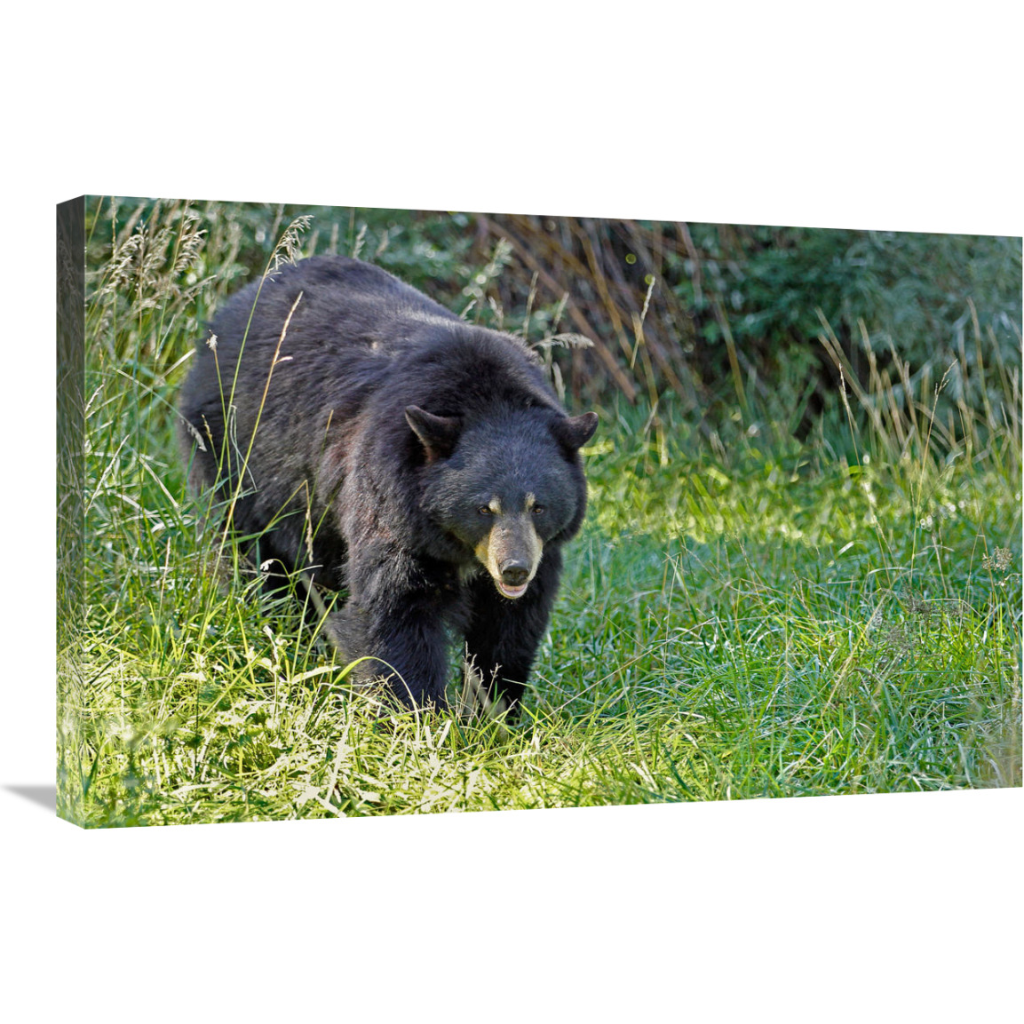 Black bear in Spring-Canvas Art-30&quotx19.5"