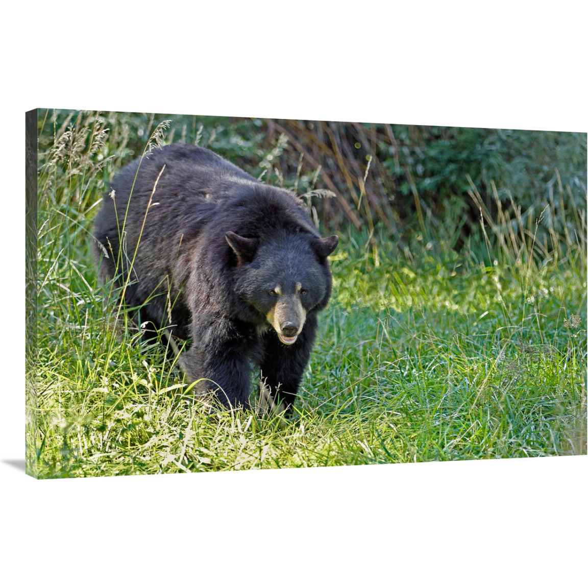 Black bear in Spring-Canvas Art-40&quotx26"