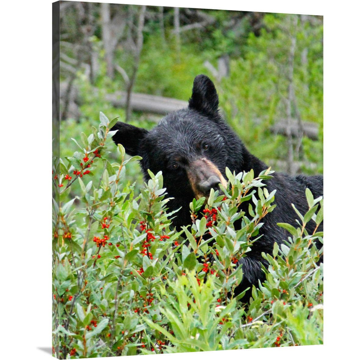 Tasting the Berries-Canvas Art-31.2&quotx40"