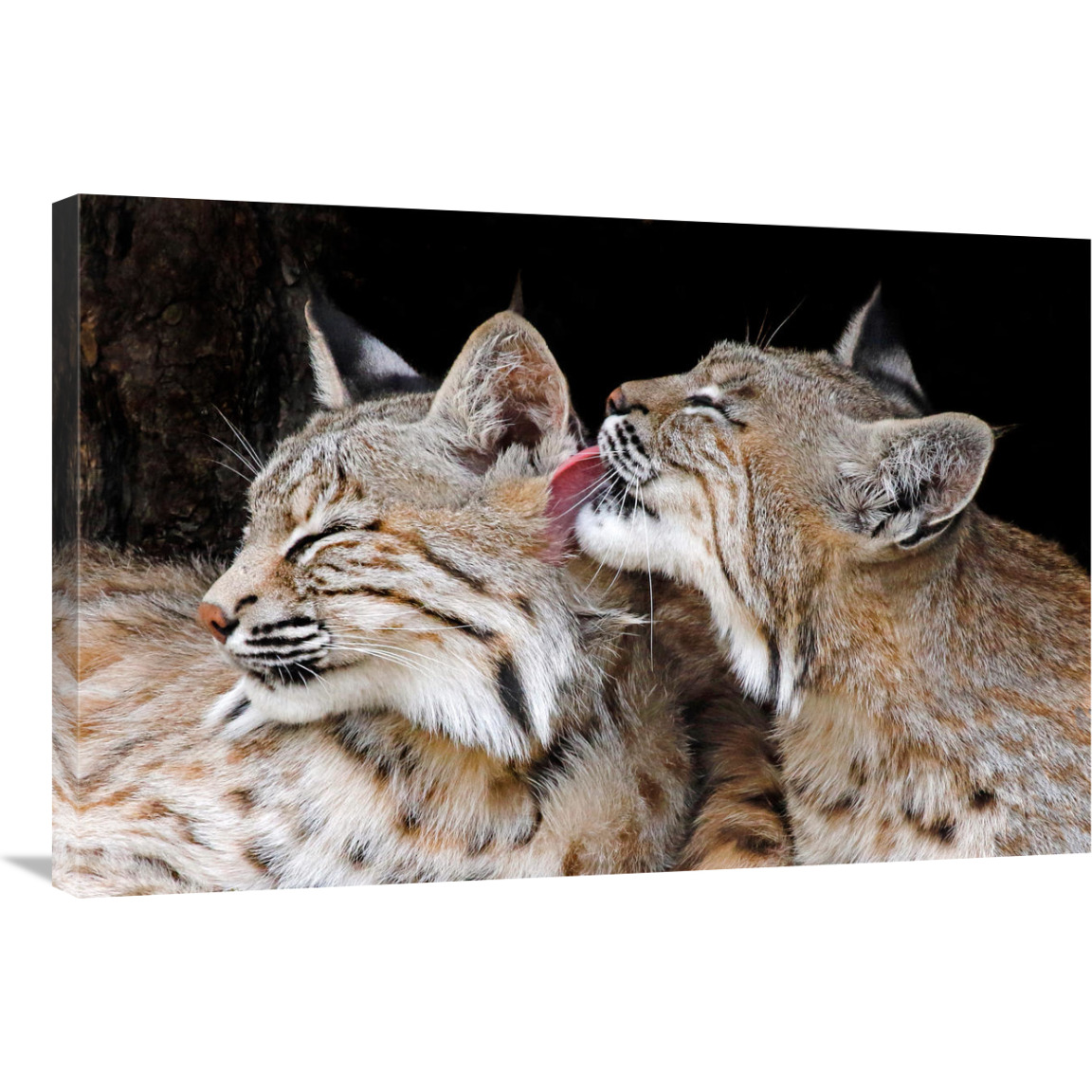 Bobcat Love-Canvas Art-36&quotx24.12"