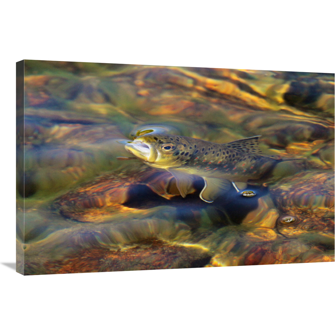 Brown Trout Surfacing-Canvas Art-36&quotx24.12"