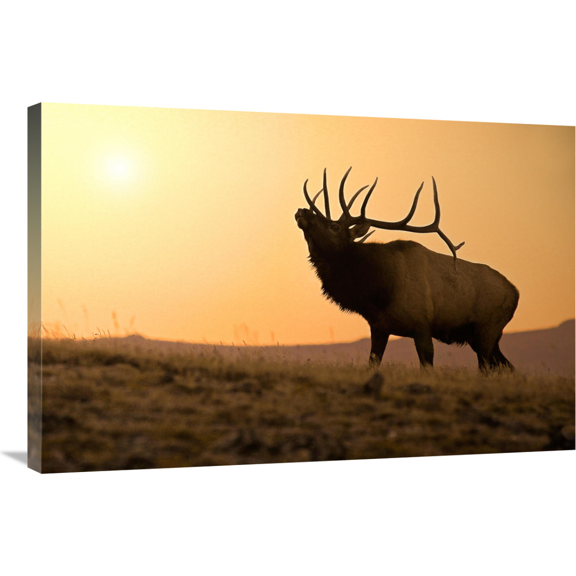 Bull Elk at Sunset-Canvas Art-36&quotx24.12"