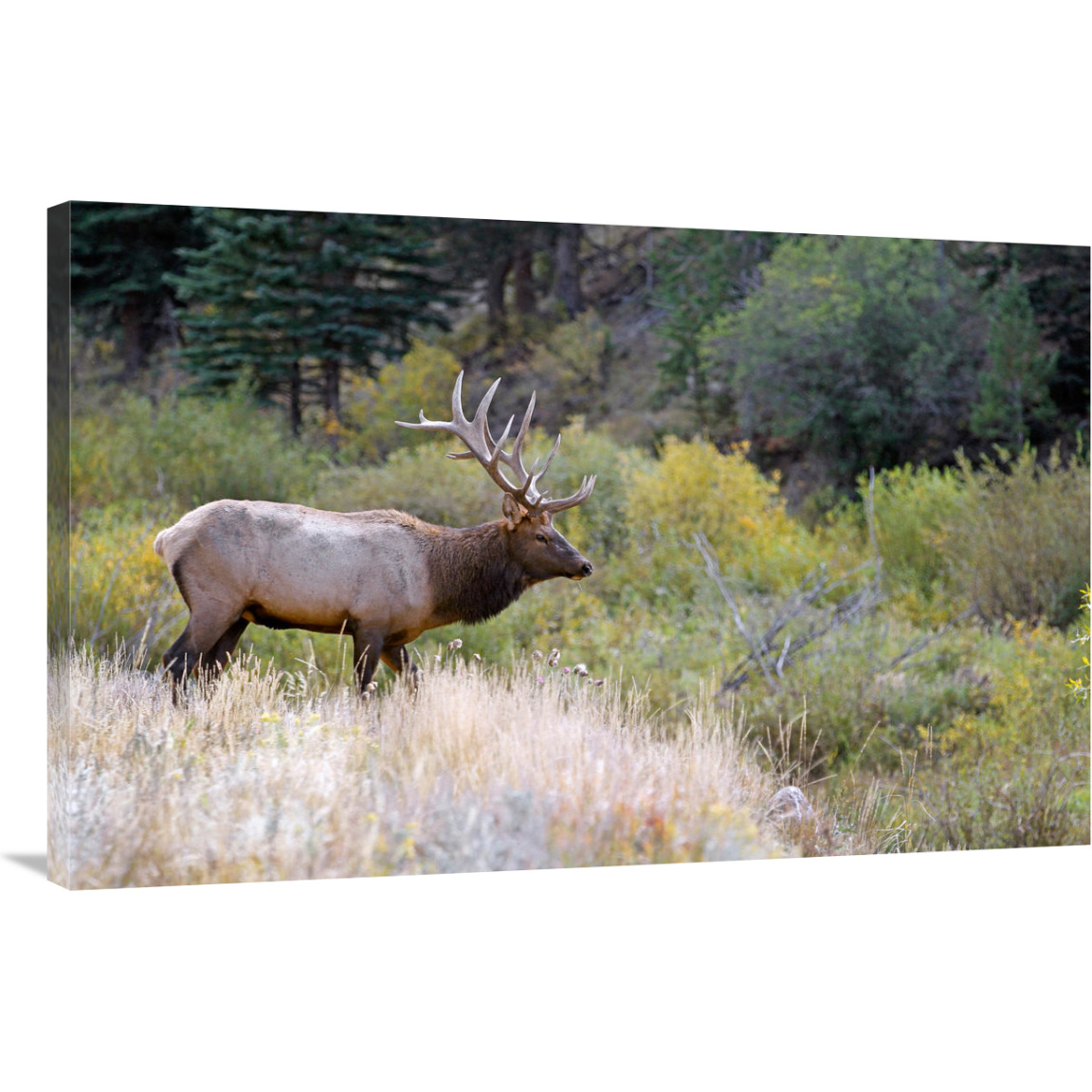 Bull Elk on Watch-Canvas Art-40&quotx26"