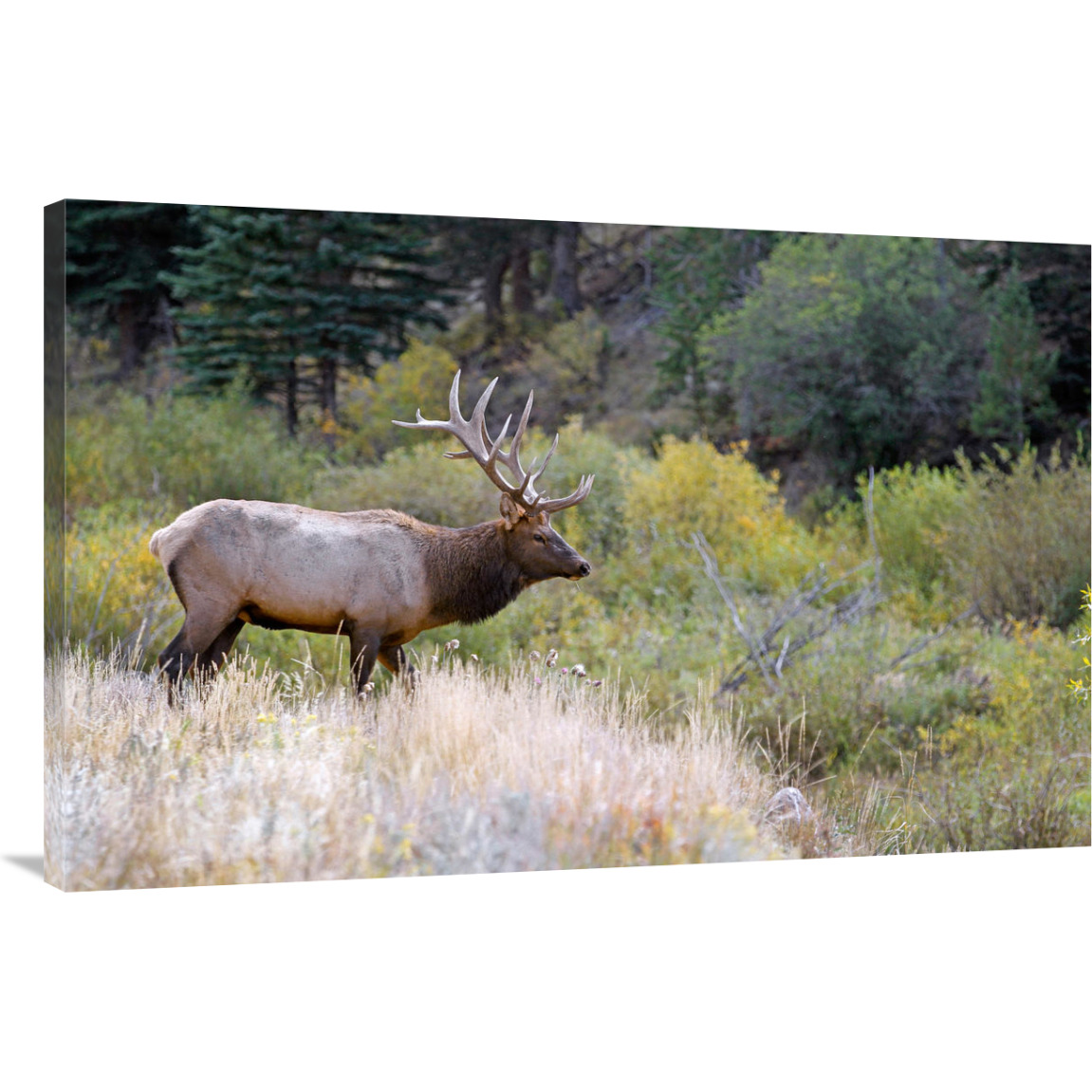 Bull Elk on Watch-Canvas Art-44&quotx28.6"