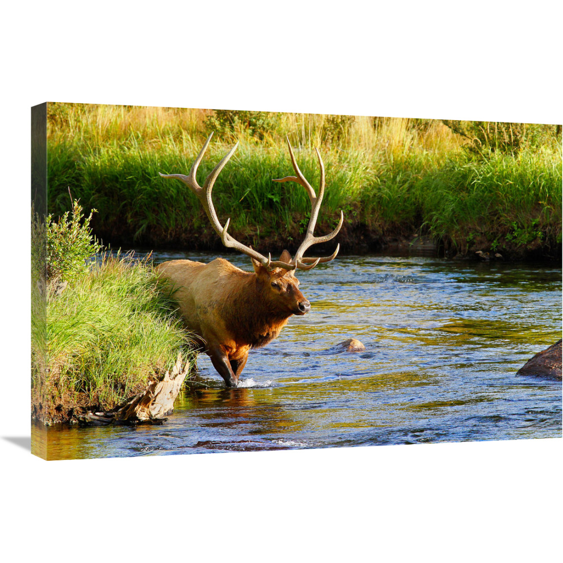 Bull Elk in the Stream-Canvas Art-30&quotx20.1"