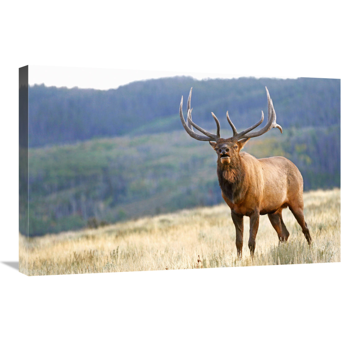 Bull Elk Calling-Canvas Art-30&quotx19.5"