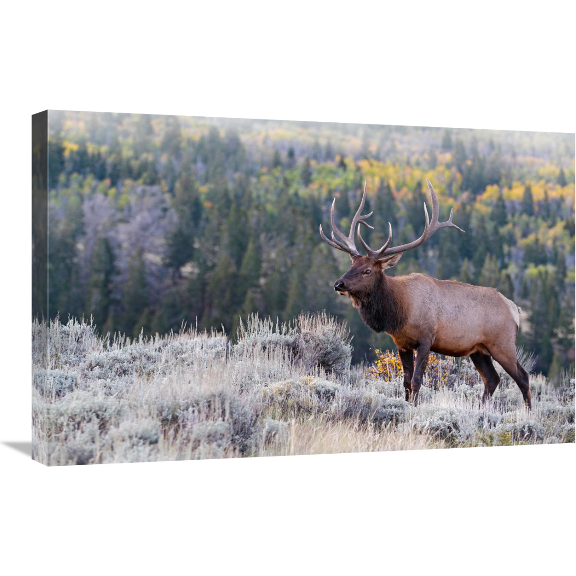 Bull Elk on the Hillside-Canvas Art-30&quotx19.5"