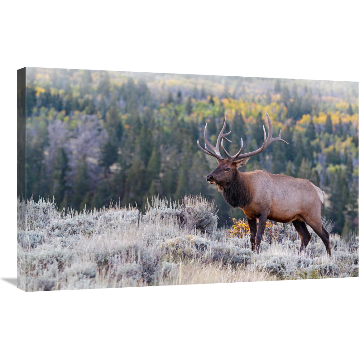 Bull Elk on the Hillside-Canvas Art-36&quotx23.4"