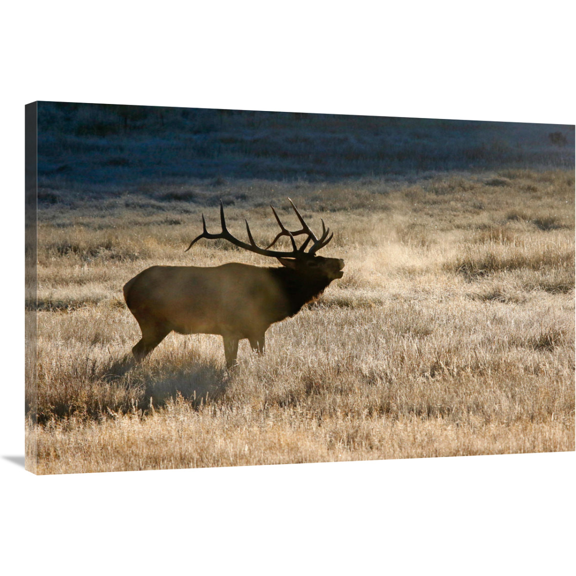 Morning Chill-Canvas Art-40&quotx26.8"