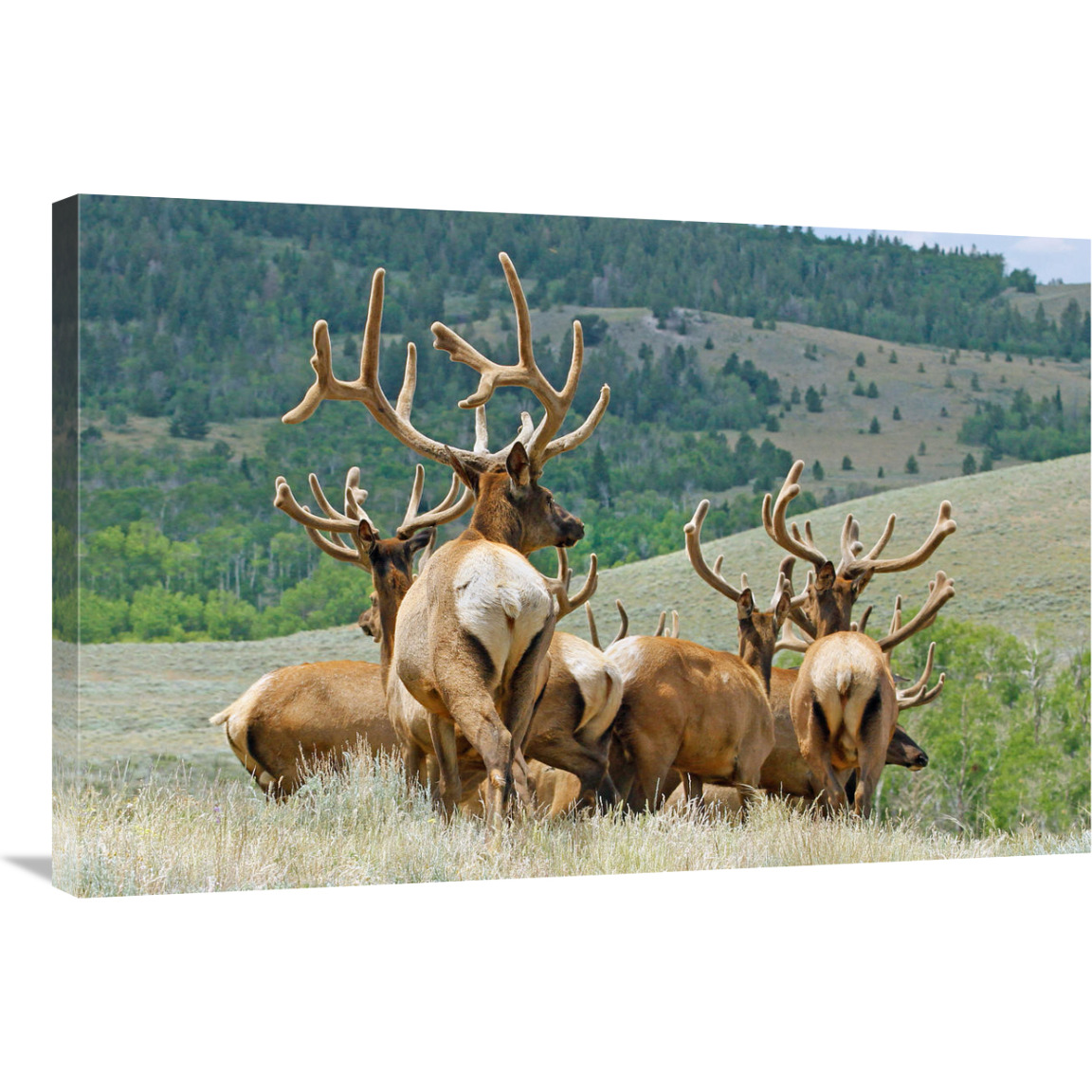 The Elk Herd-Canvas Art-36&quotx24.12"