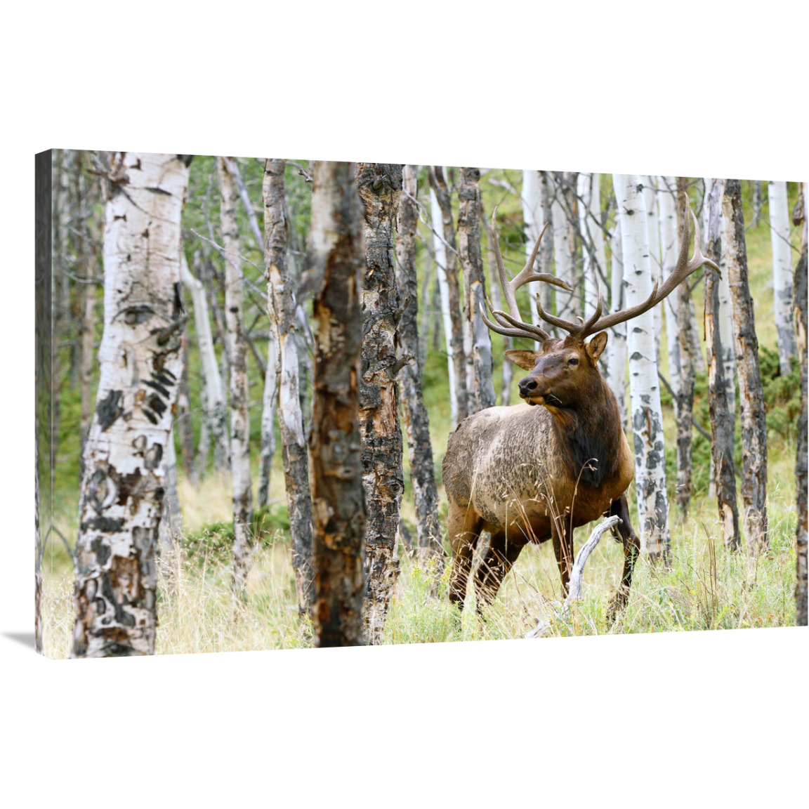 Elk in the Aspens-Canvas Art-40&quotx26"