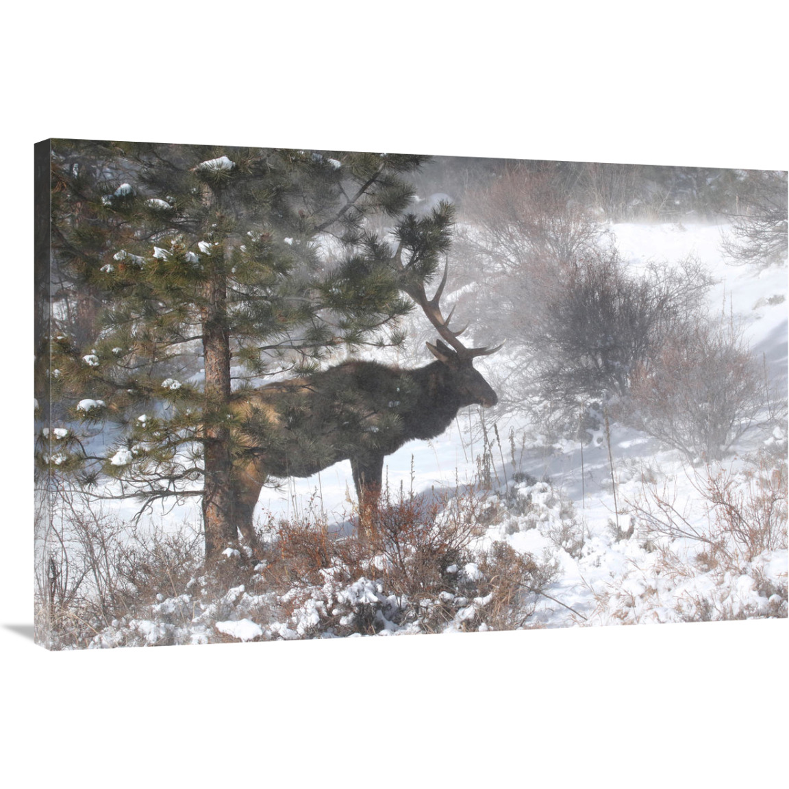 Shelter From the Storm-Canvas Art-40&quotx26.8"