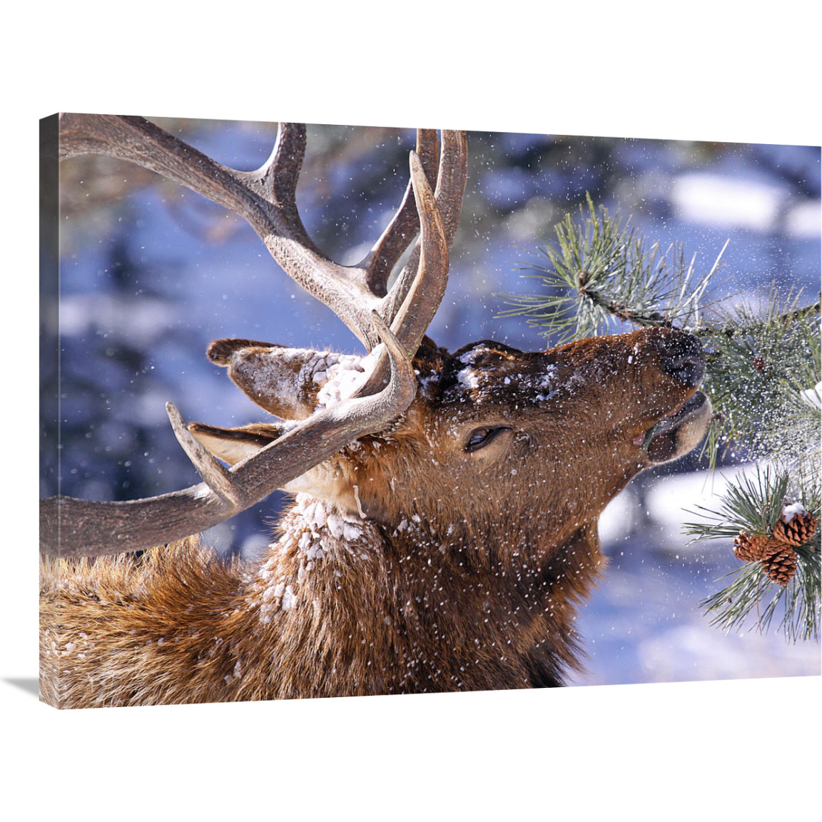 Winter Feeding-Canvas Art-36&quotx27"