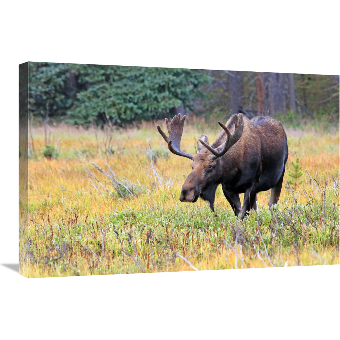 Bull Moose-Canvas Art-30&quotx20.1"