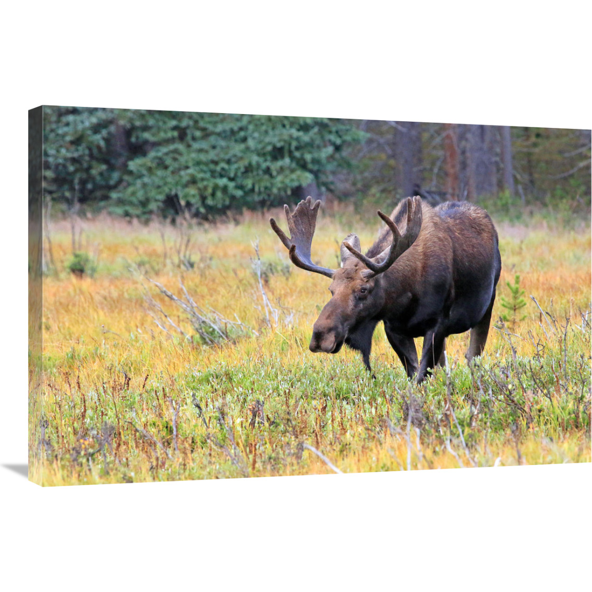 Bull Moose-Canvas Art-36&quotx24.12"