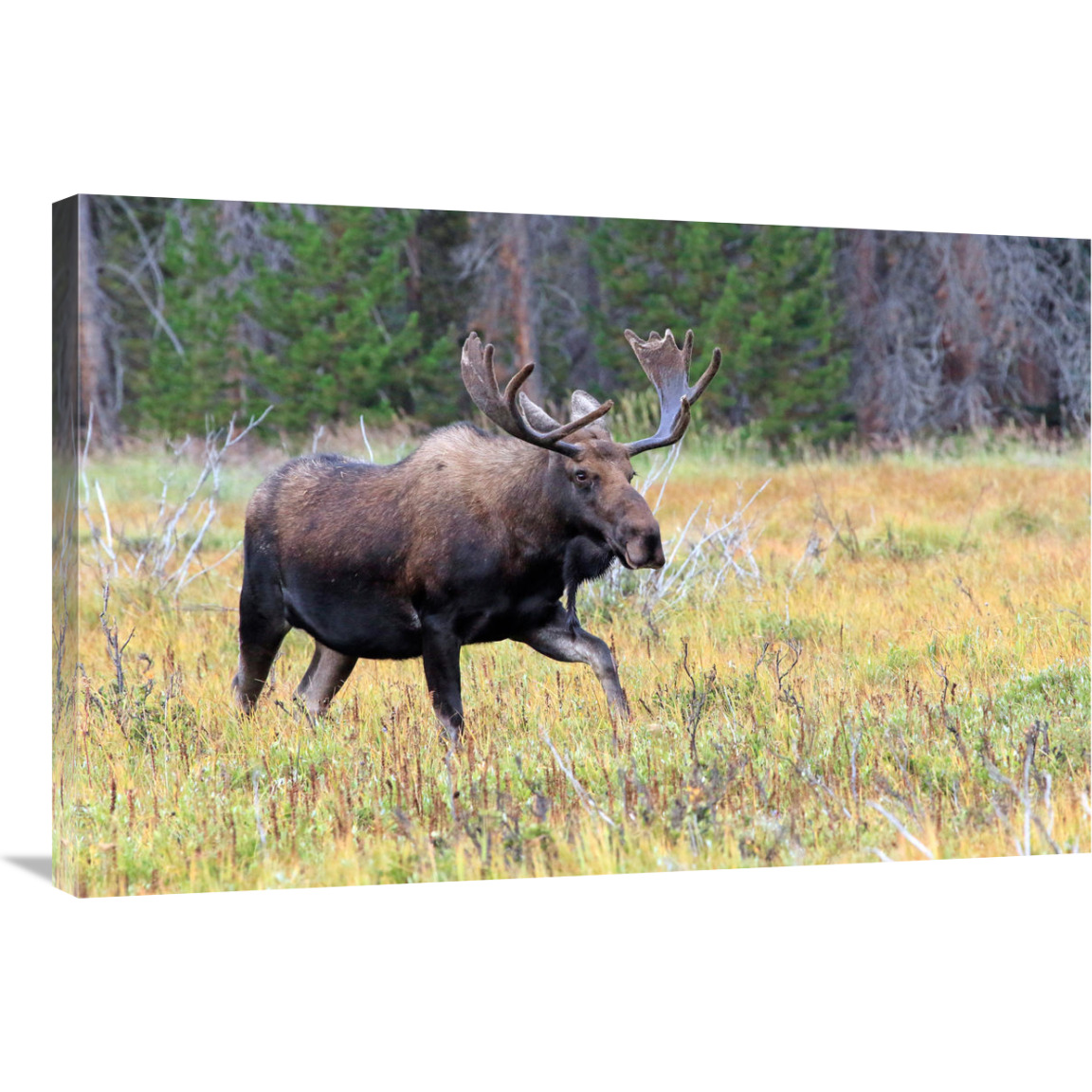 Bull Moose Meadow-Canvas Art-36&quotx24.12"