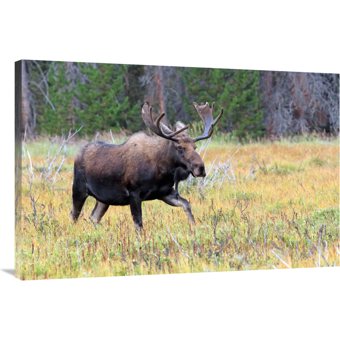 Bull Moose Meadow-Canvas Art-40&quotx26.8"