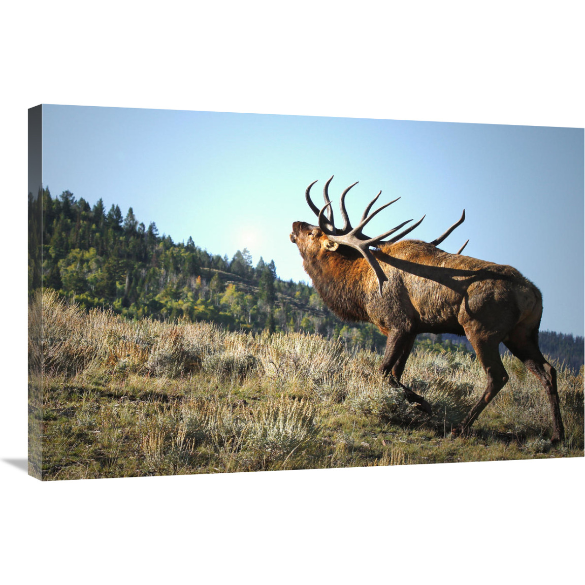 The Bull Challenger-Canvas Art-36&quotx24.12"