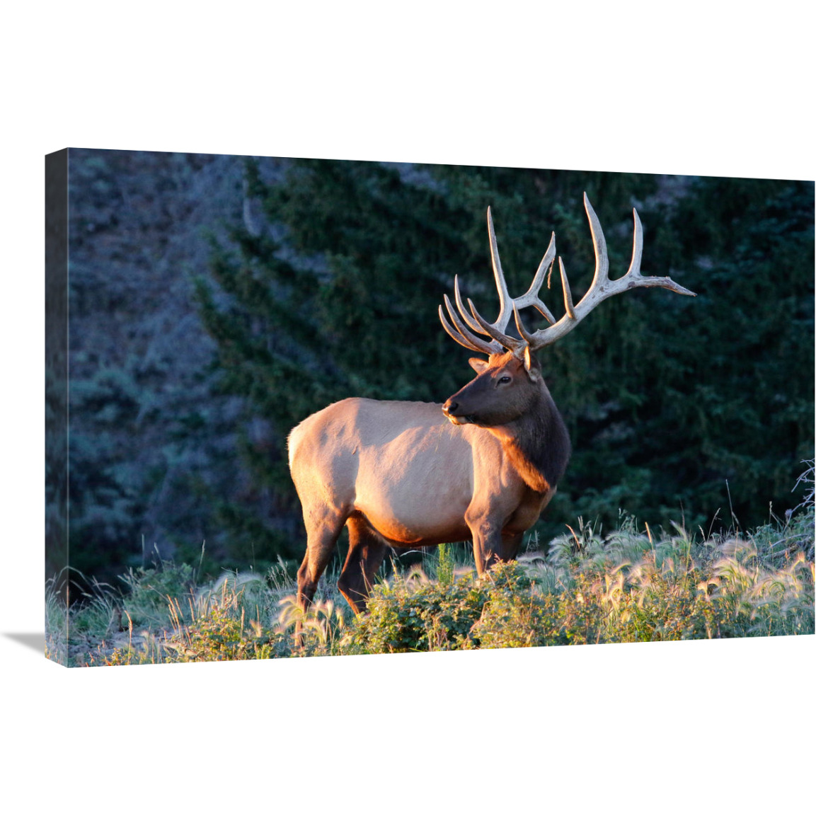 Bull Elk at Sunrise-Canvas Art-30&quotx20.1"