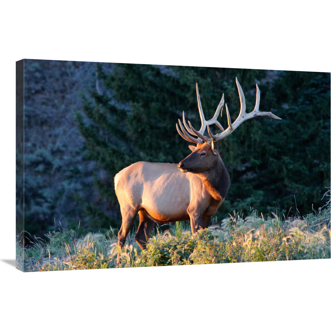 Bull Elk at Sunrise-Canvas Art-36&quotx24.12"