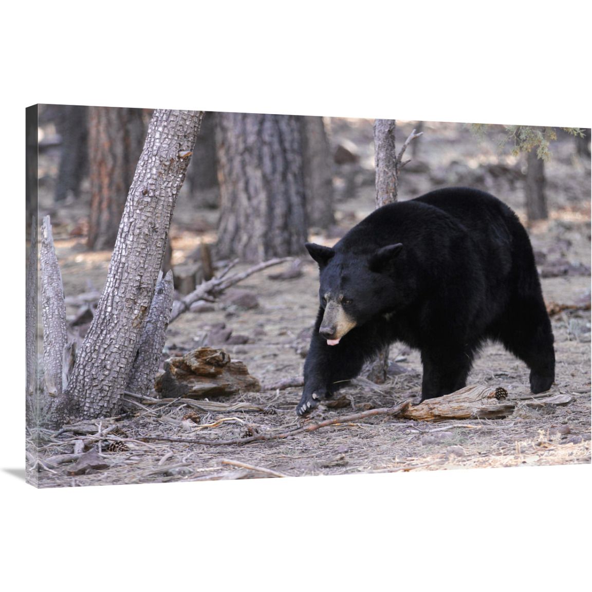 Spring Black Bear-Canvas Art-40&quotx26.8"