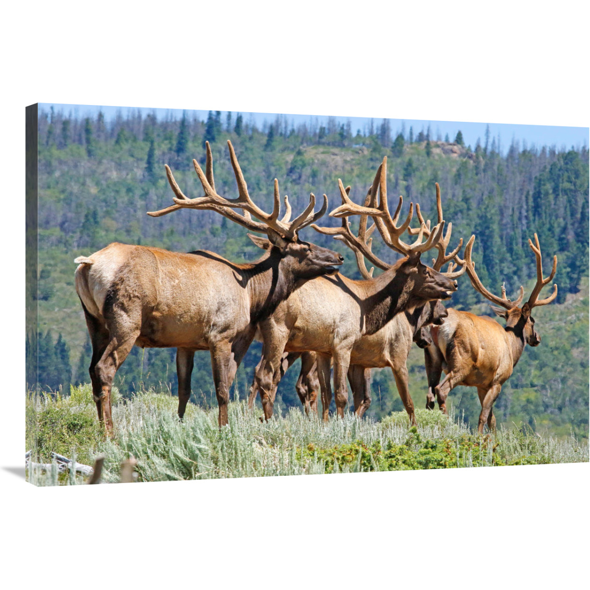 Elk-Canvas Art-40&quotx26.8"