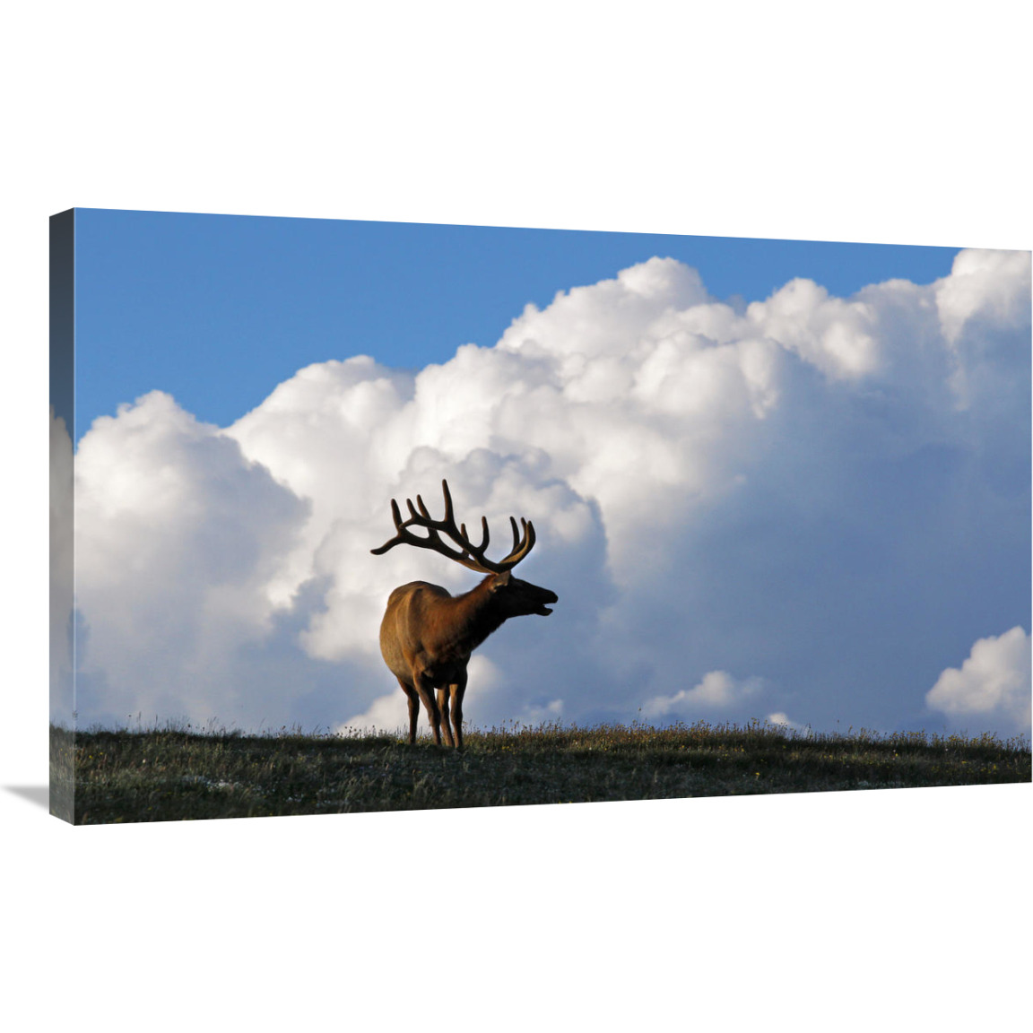 Elk and the Gathering Storm-Canvas Art-36&quotx22.32"