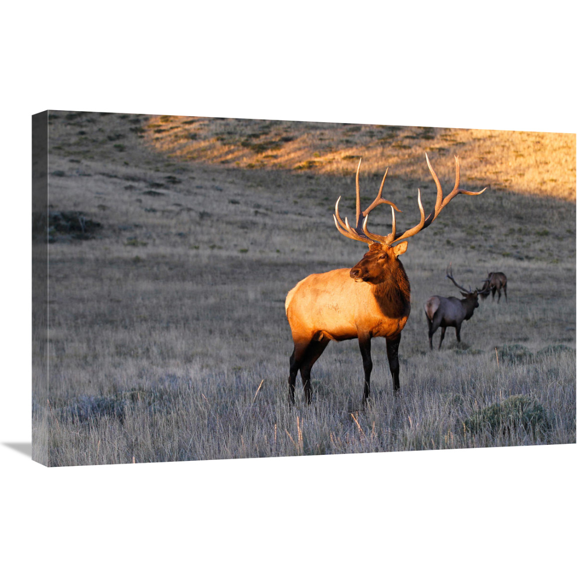 Elk at First Light-Canvas Art-30&quotx19.5"