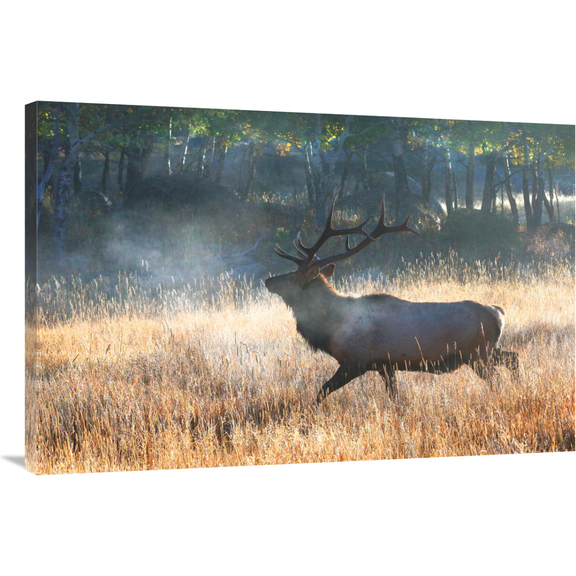 Morning Trot-Canvas Art-40&quotx26.8"