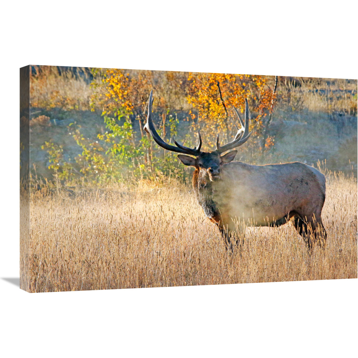 Bull Elk Steamer-Canvas Art-30&quotx20.1"