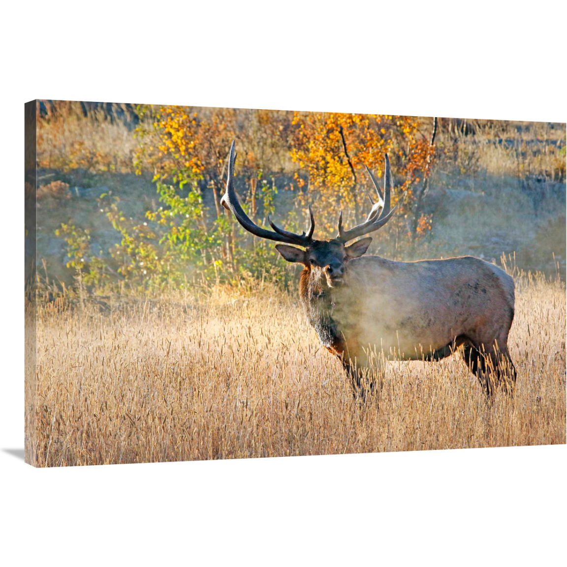 Bull Elk Steamer-Canvas Art-40&quotx26.8"