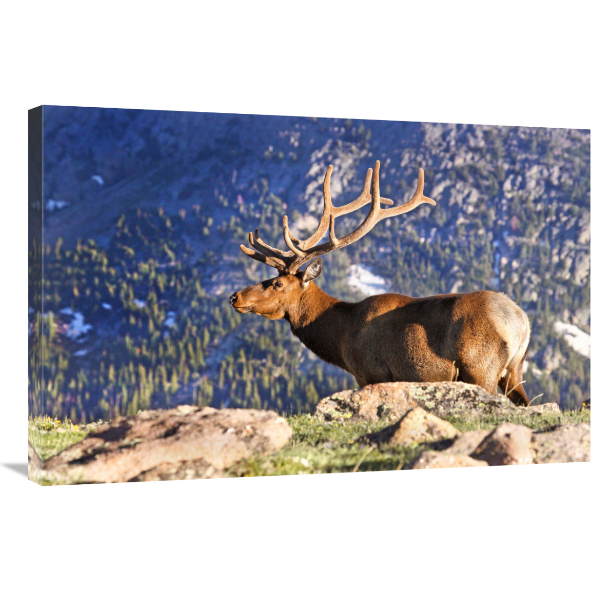 Velvet Above the Timberline-Canvas Art-36&quotx24.12"